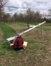 A scientist adds wood chips to the bottom of a kestrel nest box.